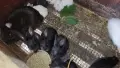 Зайчета за угояване , снимка 3