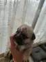 🐾 Очарователни бебета мопс търсят своите любящи семейства! 🐾, снимка 4
