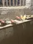 неофеми лазурни и буркови, снимка 2
