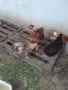 Красиви млади петлета, снимка 3
