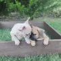 Френски булдог Женски , снимка 3