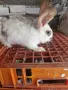 Продавам 7 бр.зайци , снимка 6