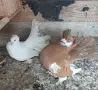Продавам Ростовски, снимка 3