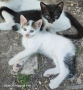 котенца, снимка 5