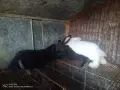 Зайци домашни различни видове, снимка 10