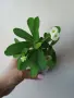 Бял Исусов венец, euphorbia milii, снимка 1