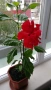 продавам цветя Китайска роза, червена, кичеста, снимка 12