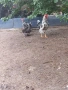Селски кокошки ., снимка 18