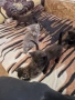 Подарявам котенца, снимка 2