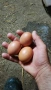 продавам яйца, снимка 2