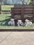 Дого Аржентино / Dogo argentino , снимка 2