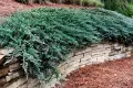 Juniperus squamata ‘Blue Carpet’-Юниперус син килим, снимка 3