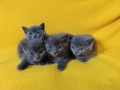 Котета - порода Руска синя котка !, снимка 6