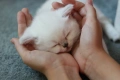 Британски късокосмести котенца – Silver Shaded, Golden Shaded и Colourpoint, снимка 1