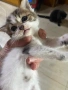 Подарявам малки котета, снимка 3