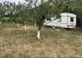 ПРОДАВА СЕ ЛОЗЕ , снимка 2