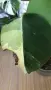 Monstera Marmorata Tricolor , снимка 3