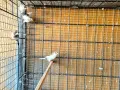 японски амадини , снимка 5
