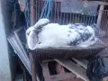 Гъски патици зайци , снимка 4