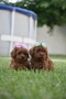 Той пудел Toy poodle, снимка 10