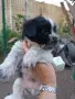 Подарявам малки кученца , снимка 6