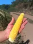 Сладка царевица, снимка 2