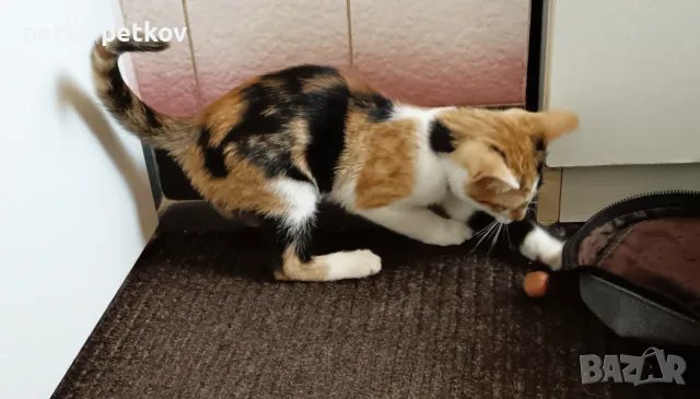 Подарявам малко котенце, снимка 5 - Други - 55456451