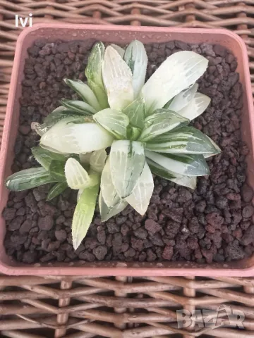 Рядка Вариегатна Хавортия (Haworthia retusa f. variegata) – Колекционерска, снимка 4 - Стайни растения - 55541122