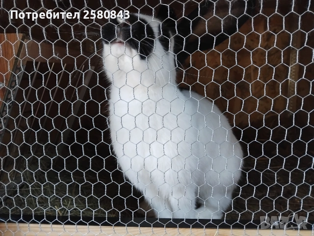 Зайци немска пеперуда чисти, снимка 7 - Други - 54154671