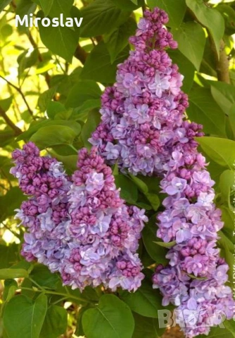 Люляк (4-налични цвята), снимка 3 - Градински цветя и растения - 54198868