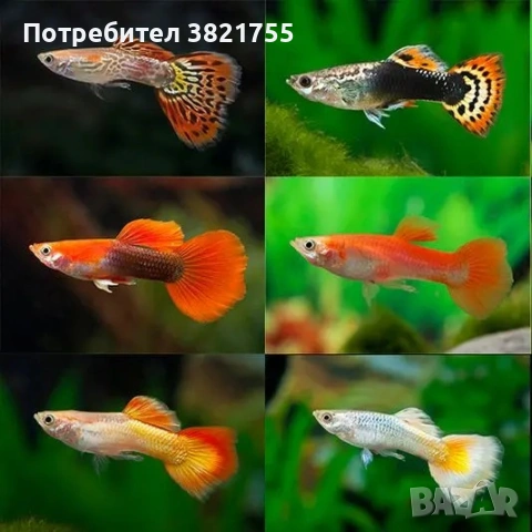 Декоративни рибки, гупи, гупи микс, снимка 2 - Рибки - 55070663