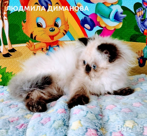 Хималайско момиче , снимка 5 - Персийска - 55159626