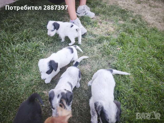 *кученца спешно*, снимка 9 - Други - 55606840