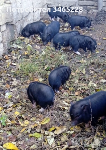 Виетнамски прасенца 