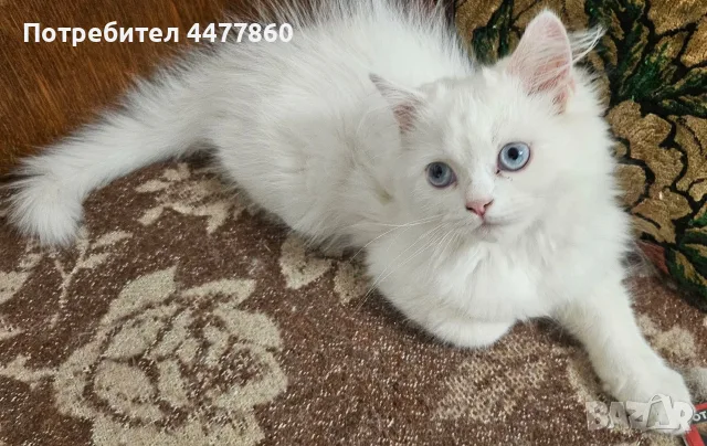 Персийски котенца , снимка 7 - Персийска - 55637813