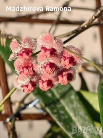 Hoya Хоя Sulawesiana Albomarinata , снимка 4 - Стайни растения - 54920374