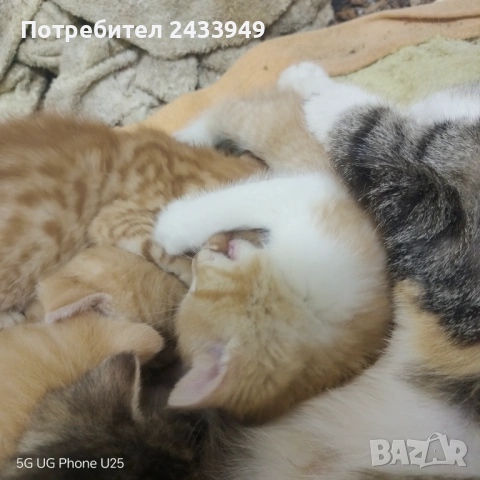 Подарявам пет котета