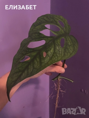 Резник monstera
