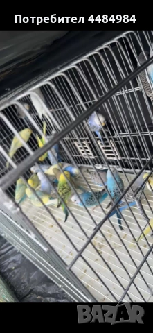 Вълнисти папагали