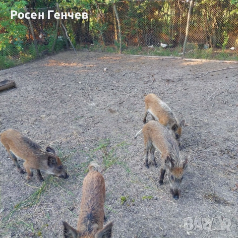 Продават се 