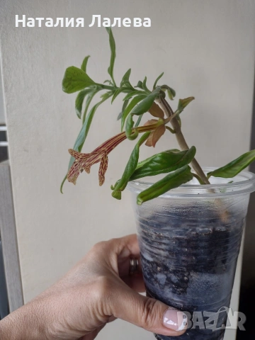 Колумнея, columnea Schiedeana, снимка 4 - Стайни растения - 55231217