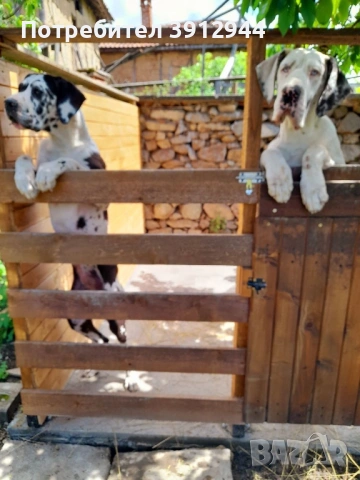 Немски дог (мъжки и женски)