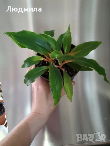 Хлорофитум Оранж Грин расад/Chlorophytum Orange Grimm, снимка 2 - Стайни растения - 51605298