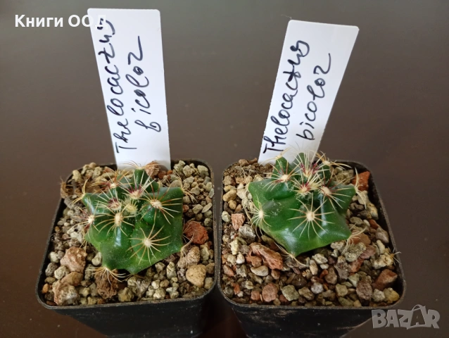 Кактус Thelocactus bicolor - 5.5см саксия /5.80 Евро 1 брой.