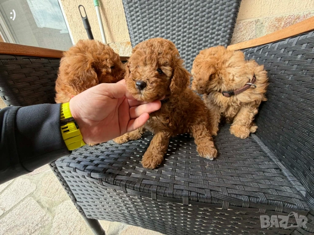 Мини Пудели Актуално от 30.04.2026, снимка 3 - Пудели - 54363667