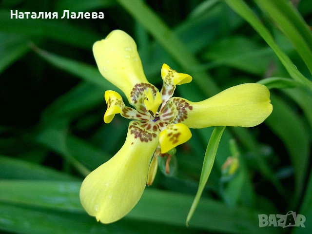 Тримезия, trimezia martinicensis