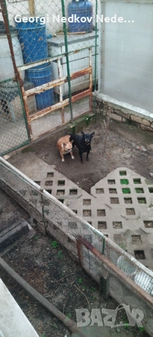 Продавам клетка , снимка 2 - За птици - 54446802