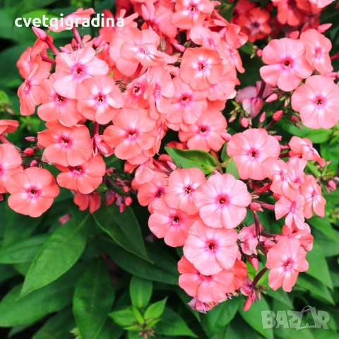 Phlox paniculata ‘Salmon’ (Флокс паникулата ‘Salmon’), снимка 2 - Градински цветя и растения - 54651254