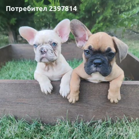 Френски булдог Женски , снимка 2 - Френски булдог - 55008762