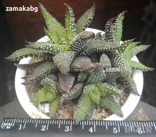Хавортия (HAWORTHIA ATTENUATA TANBA), сукулентно растение